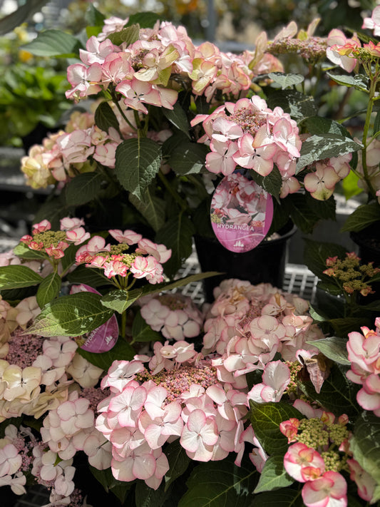 Hydrangea Tea Time Charm 200mm
