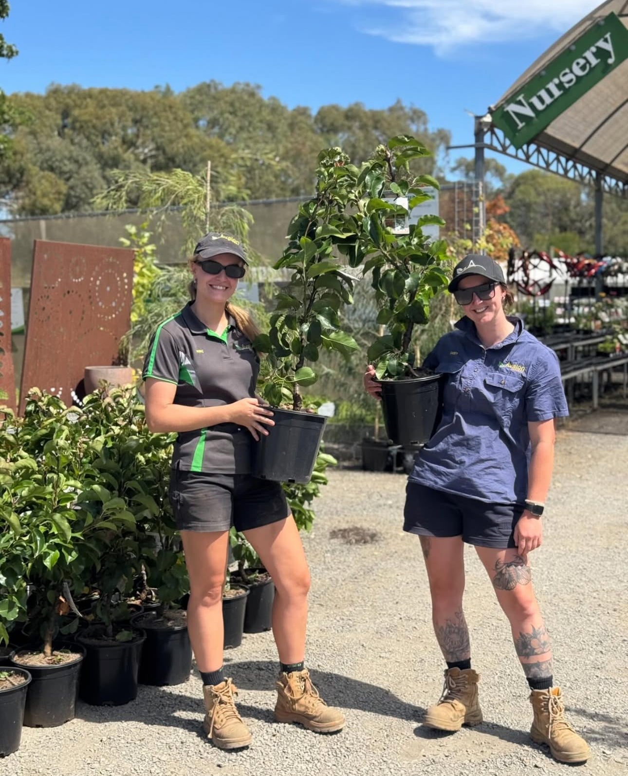 Dwarf Ornamental Pear (Spright) 250mm
