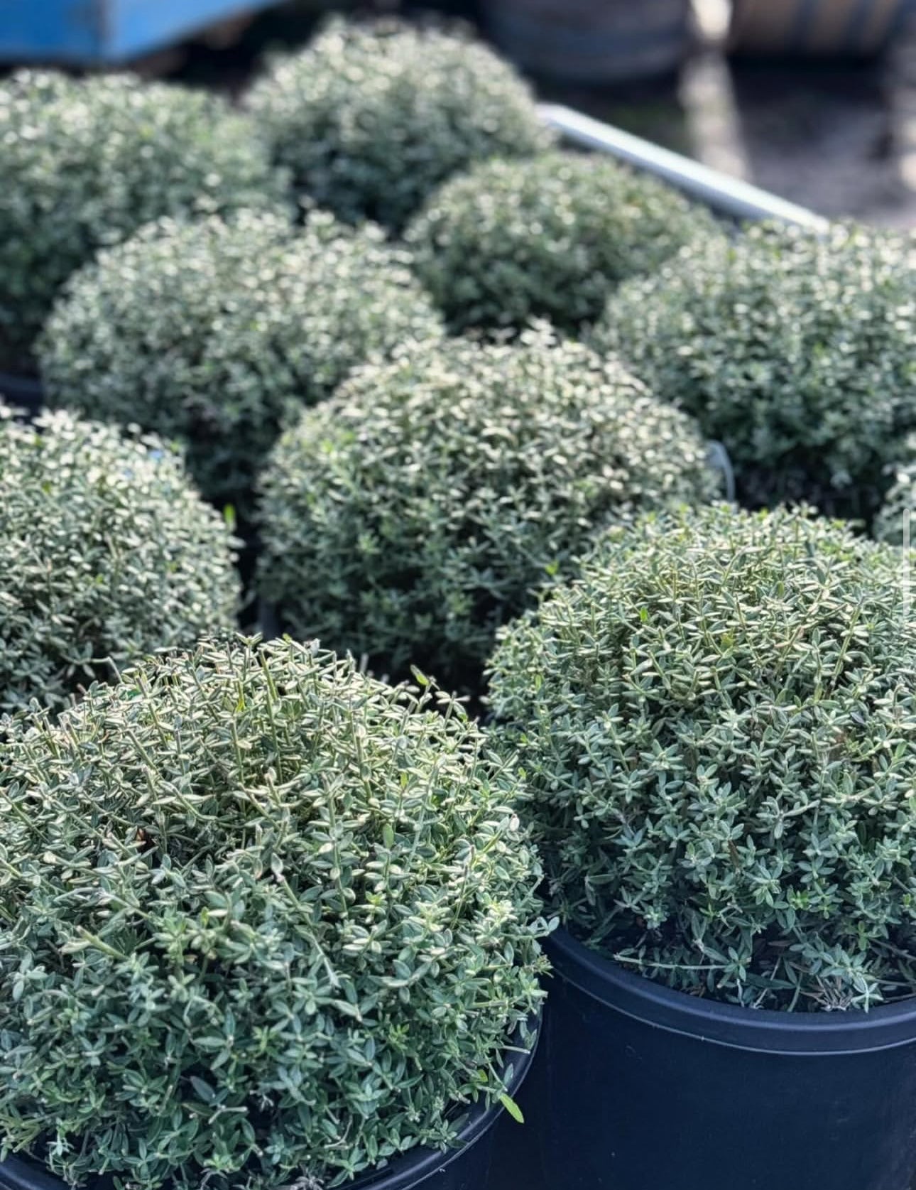 Westringia Ball - 300mm