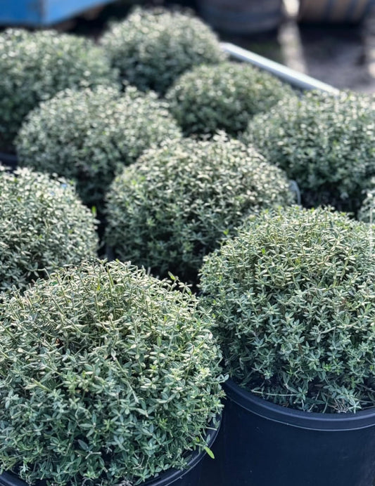 Westringia Ball - 300mm