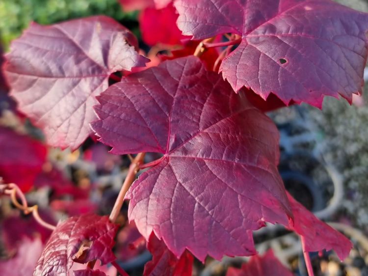 BR GRAPE GLORY VINE