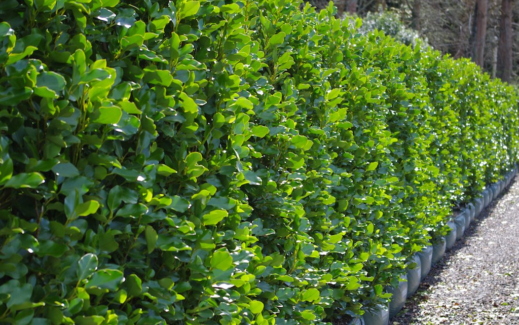 GRISELINIA BROADWAY MINT 140MM