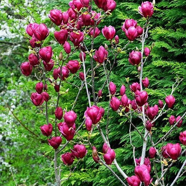 MAGNOLIA GENIE BR