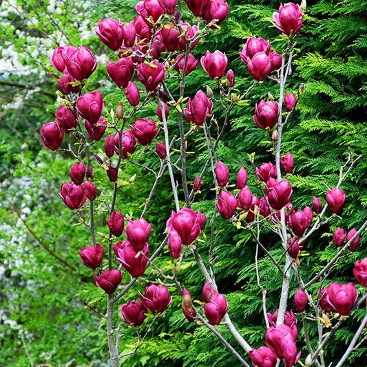 MAGNOLIA GENIE BR