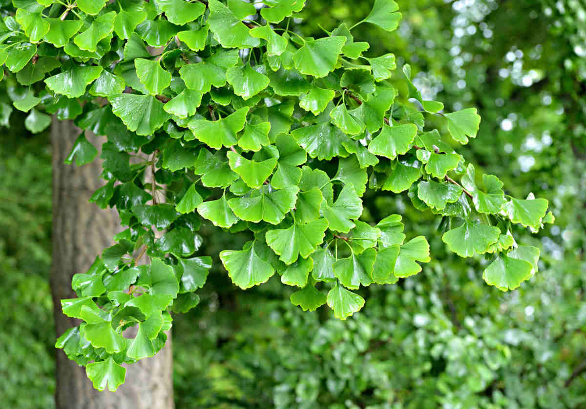 GINKGO BILOBA MAIDENHAIR TREE BR