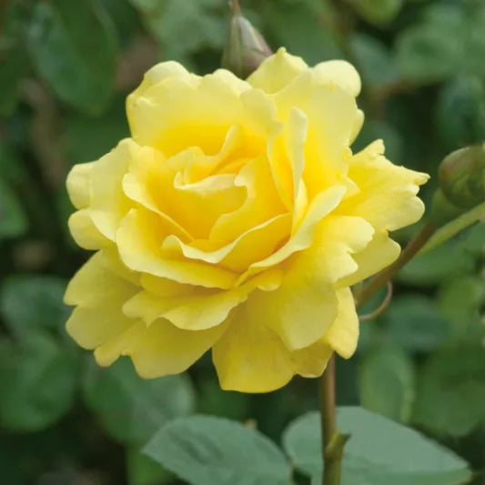 BR GOLDEN GATE CLIMBING ROSE