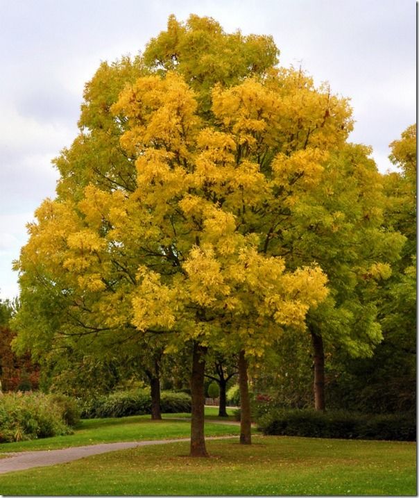 FRAXINUS EXCELSIOR AUREA GOLDEN ASH BR