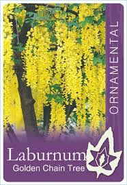 LABURNUM X WATERERI VOSSII GOLDEN CHAIN TREE BR