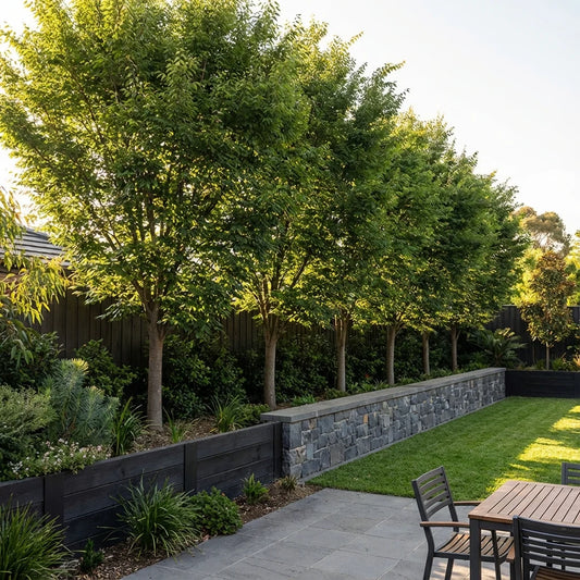ZELKOVA SERRATA  GREEN VASE BR