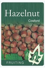 HAZELNUT TURKISH COSFORD BR