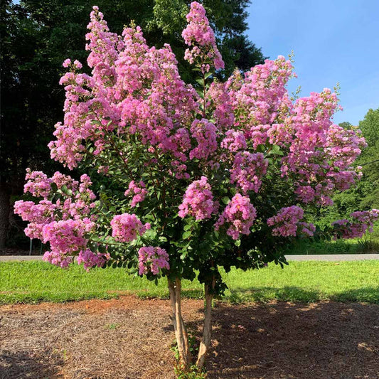 CREPE MYRTLE HOPI 250MM