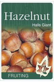 HAZELNUT HALLS GIANT BR