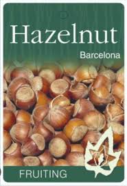 HAZELNUT BARCELONA BR