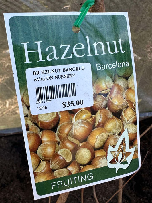 HAZELNUT BARCELONA BR