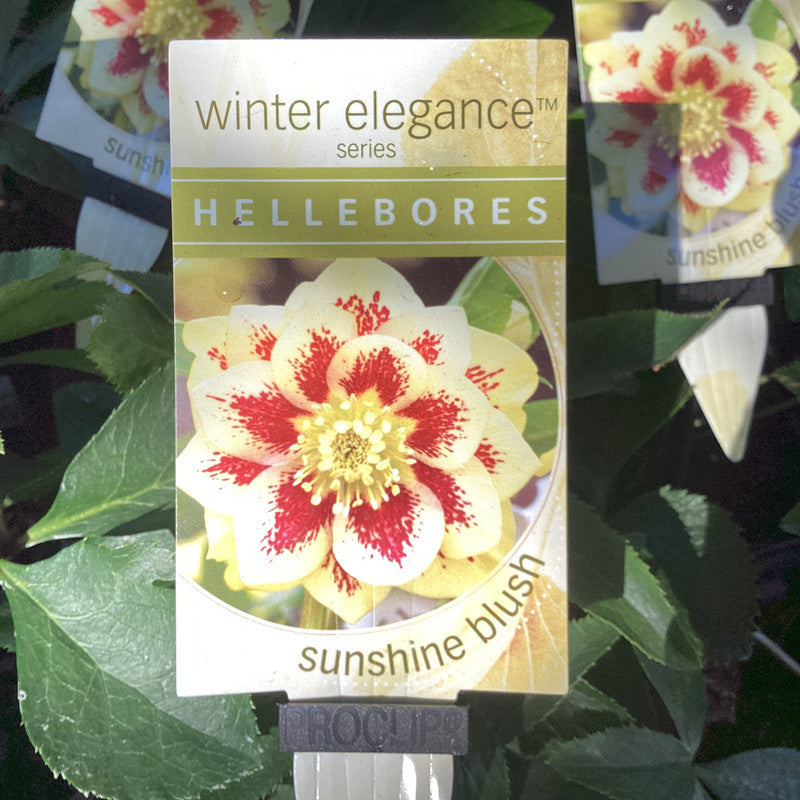 HELLEBORE WINTER ELEGANCE SUNSHINE BLUSH 140 MM