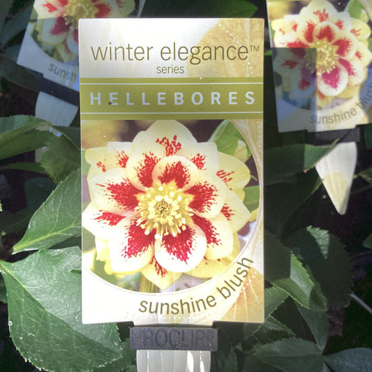 HELLEBORE WINTER ELEGANCE SUNSHINE BLUSH 140 MM