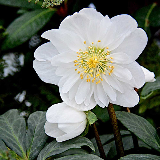 HELLEBORE SNOW DRIFT 140MM