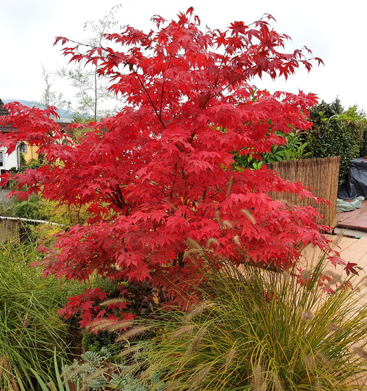 ACER PALMATUM OSAKAZUKI BR