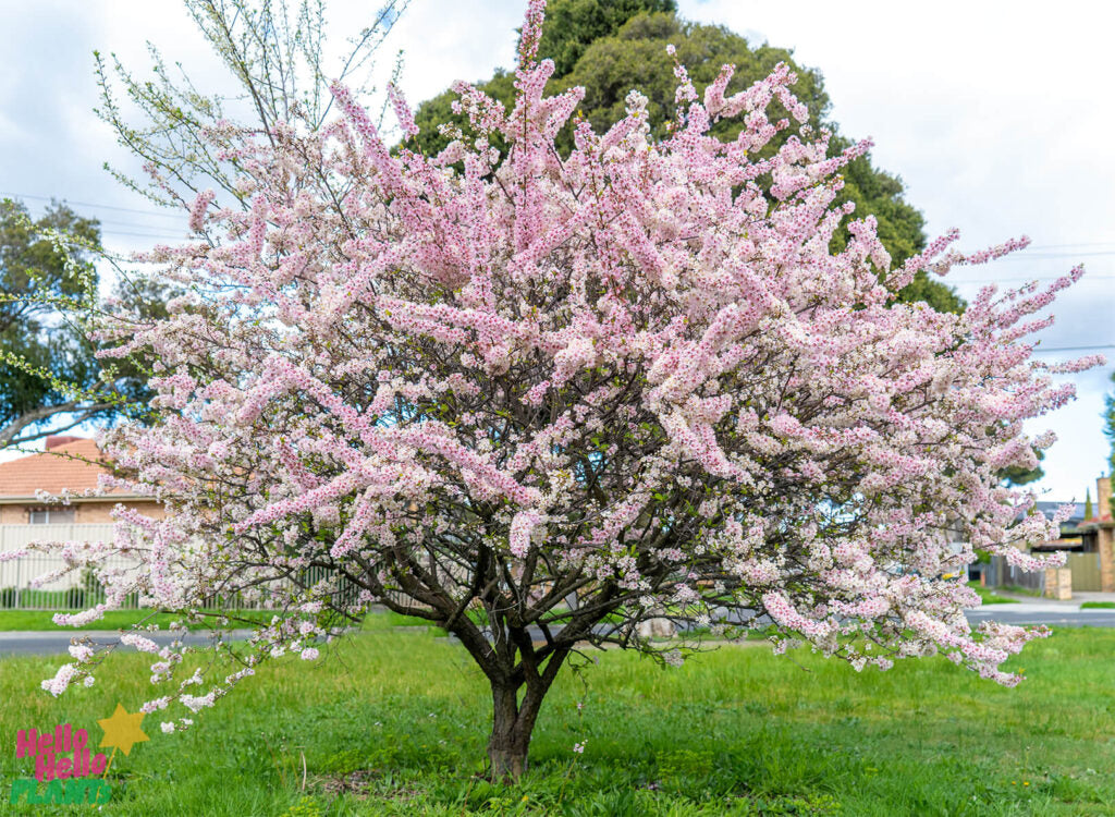FLOWERING PLUM PRUNUS ELVINS BR
