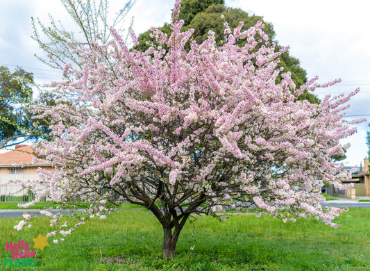 FLOWERING PLUM PRUNUS ELVINS BR