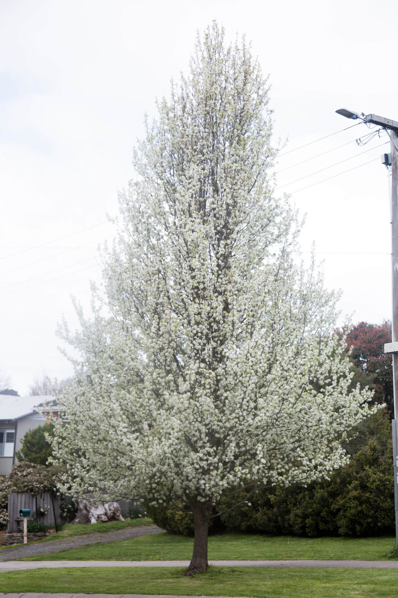 ORNAMENTAL PEAR PYRUS ARISTOCRAT BR