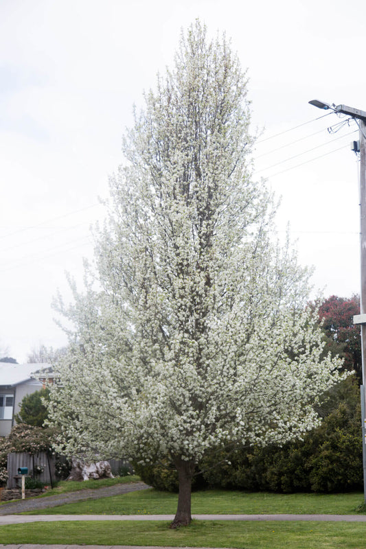 ORNAMENTAL PEAR PYRUS ARISTOCRAT BR
