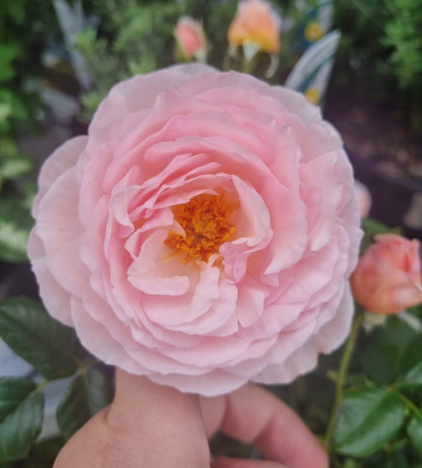 HERITAGE DAVID AUSTIN BUSH ROSE BR