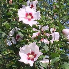 HIBISCUS HELENE BR