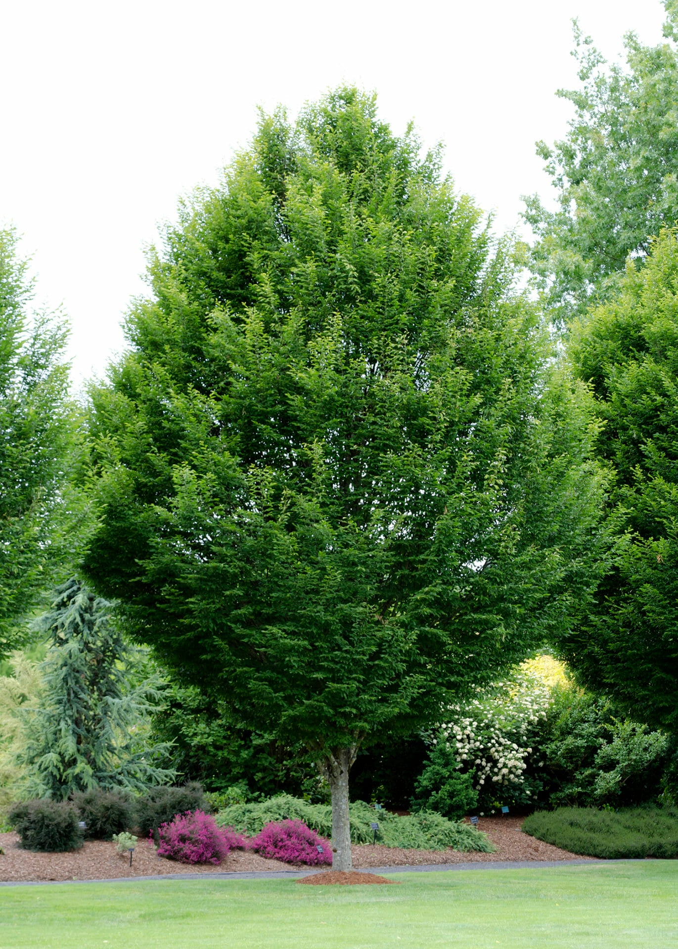 CARPINUS BETULUS EUROPEAN HORNBEAM BR