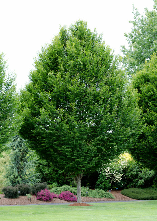 CARPINUS BETULUS EUROPEAN HORNBEAM BR