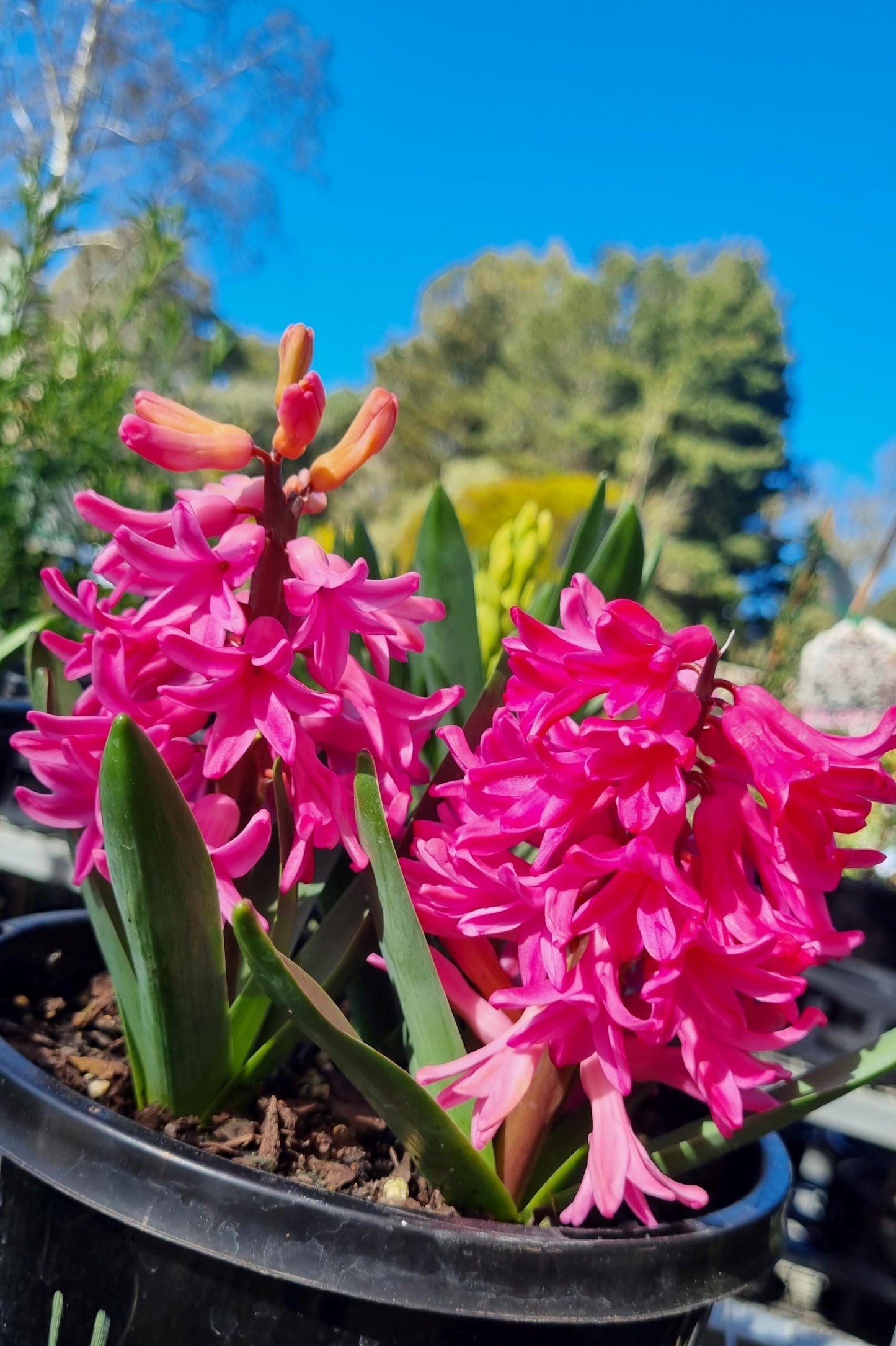 HYACINTH JOHANNA POTTED