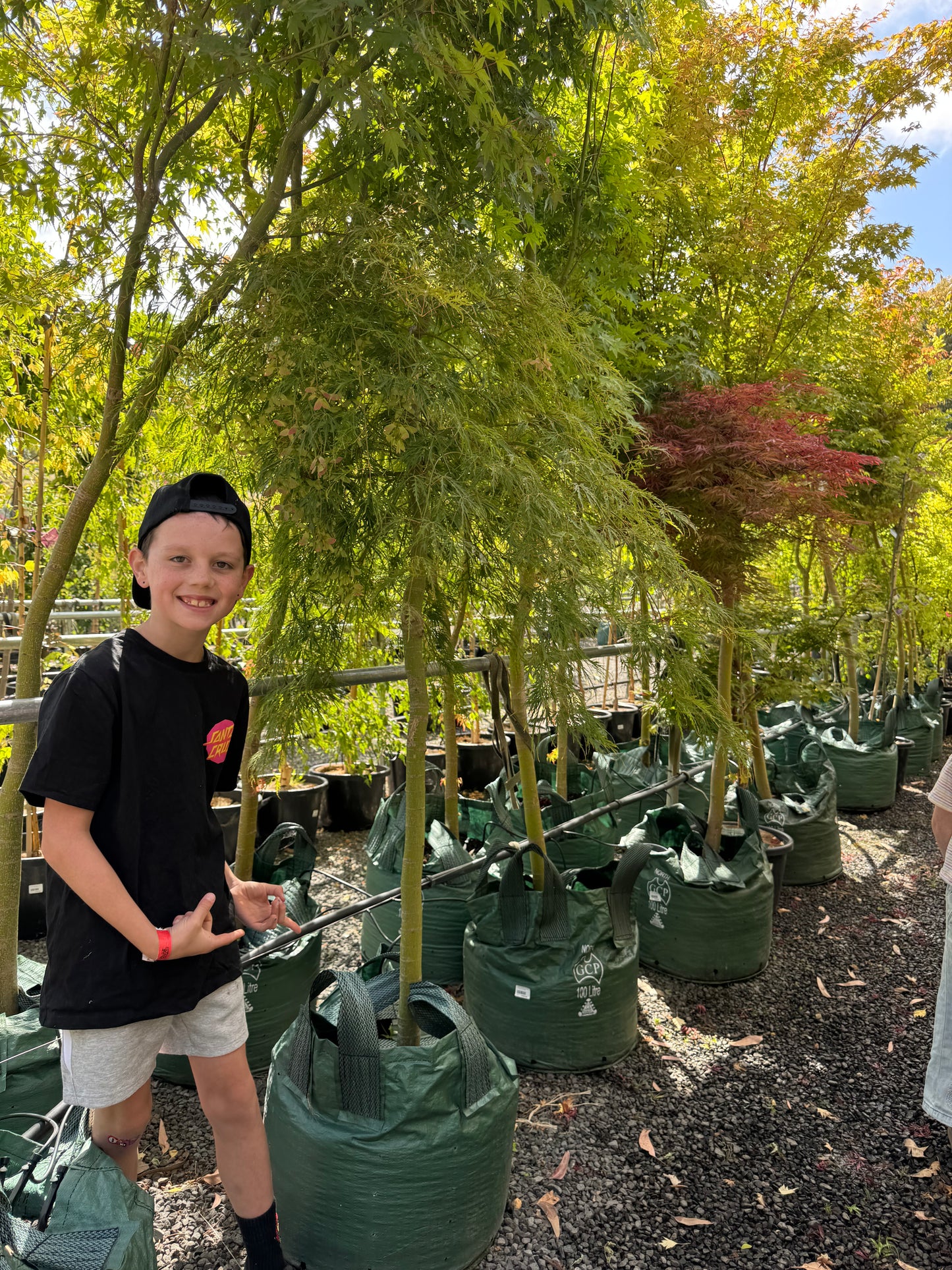 MAPLE ACER PALMATUM DISSECTUM VIRIDIS WEEPING MAPLE 100L