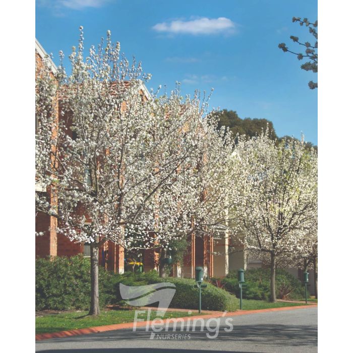 ORNAMENTAL PEAR MANCHURIAN - 300MM