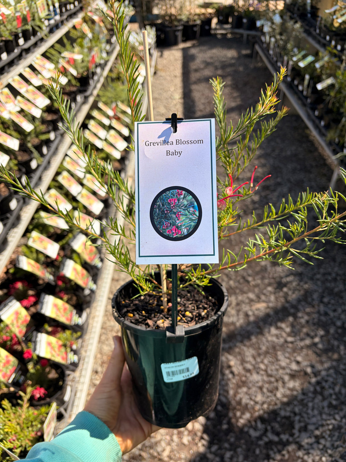 GREVILLEA BLOSSOM BABY 140MM
