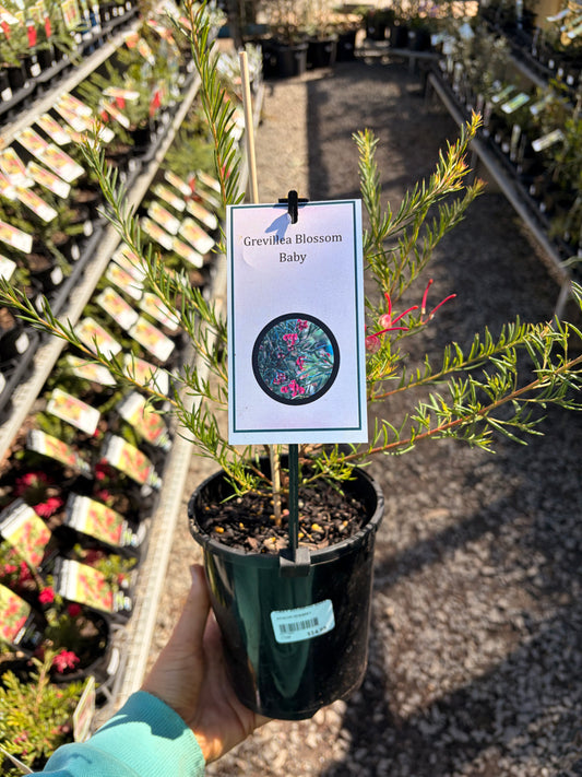 GREVILLEA BLOSSOM BABY 140MM