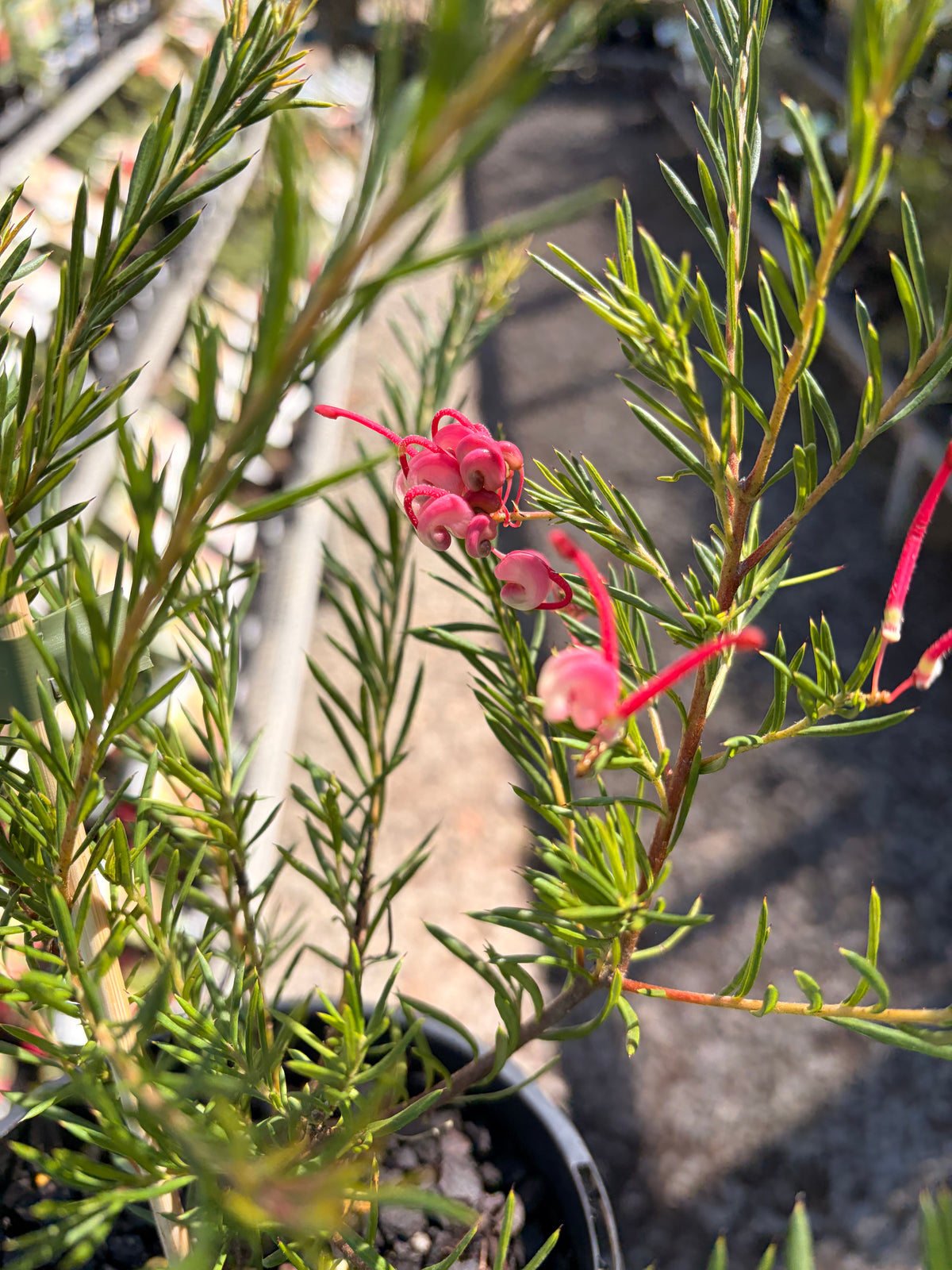 GREVILLEA BLOSSOM BABY 140MM