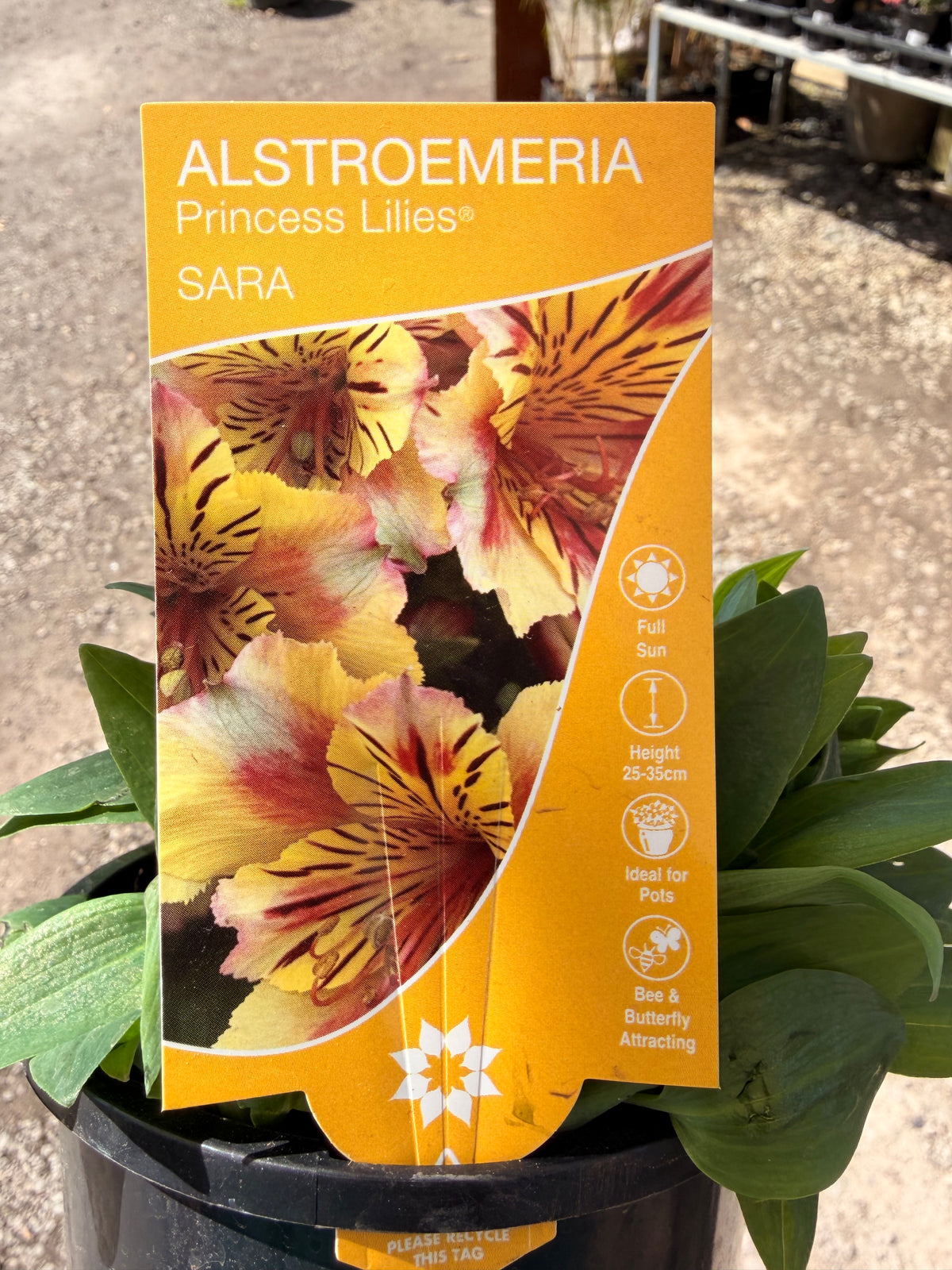 ALSTROEMERIA SARA 130MM