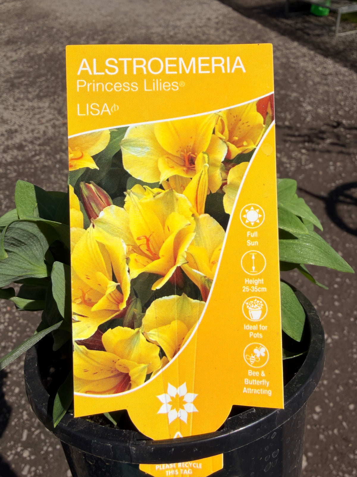 ALSTROEMERIA LISA 130MM