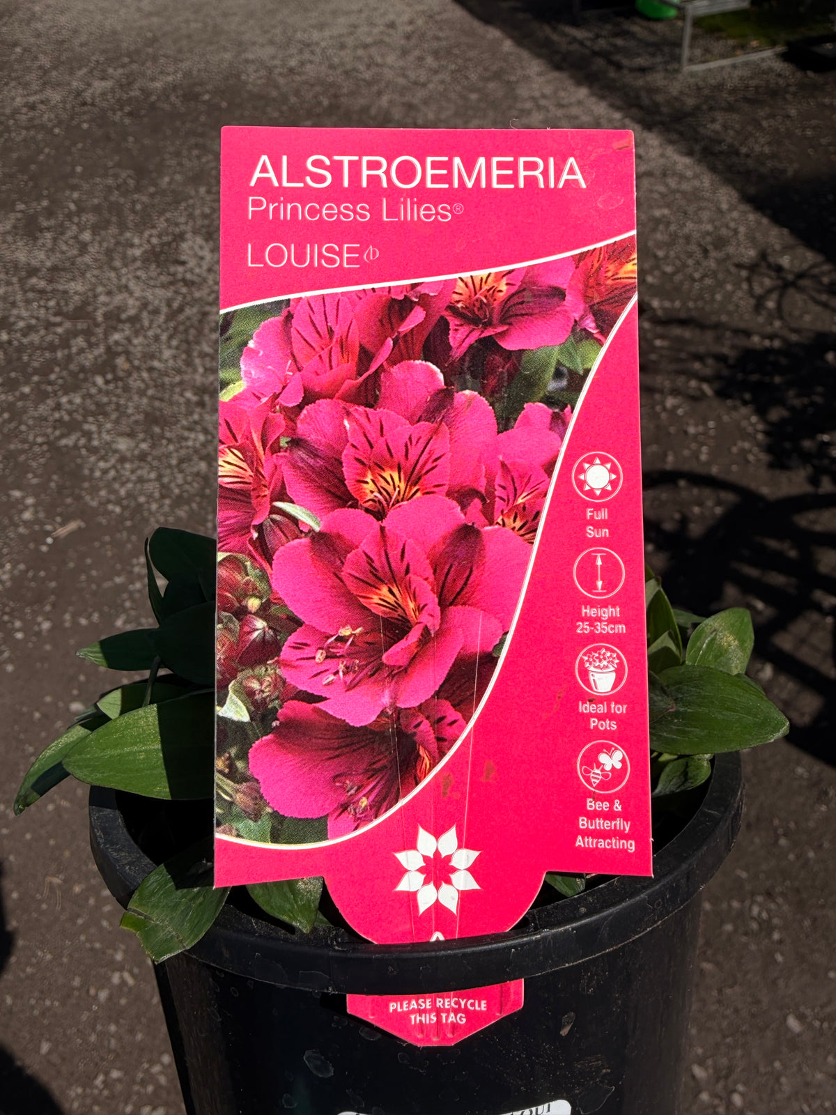 ALSTROEMERIA LOUISE 130MM