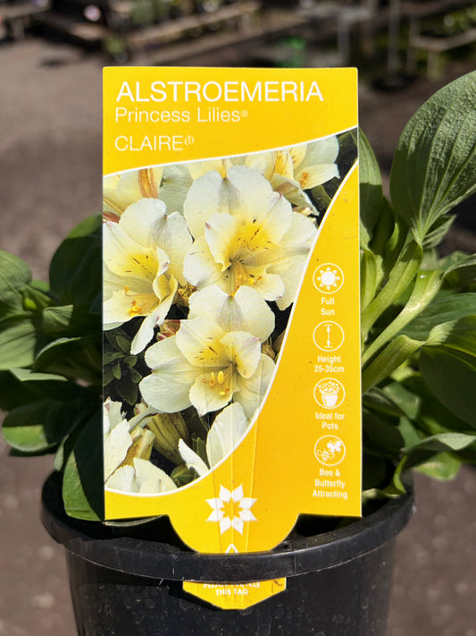 ALSTROEMERIA CLAIRE 130MM