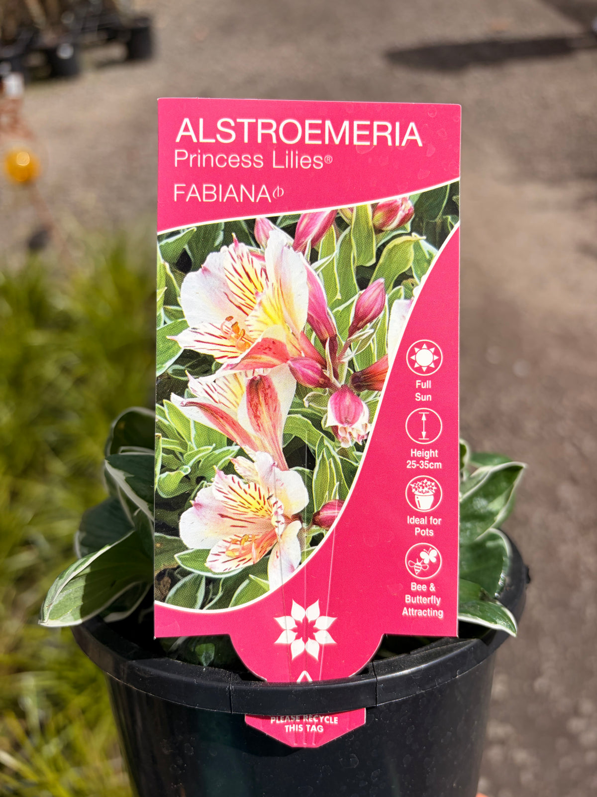 ALSTROEMERIA FABIANA 130MM