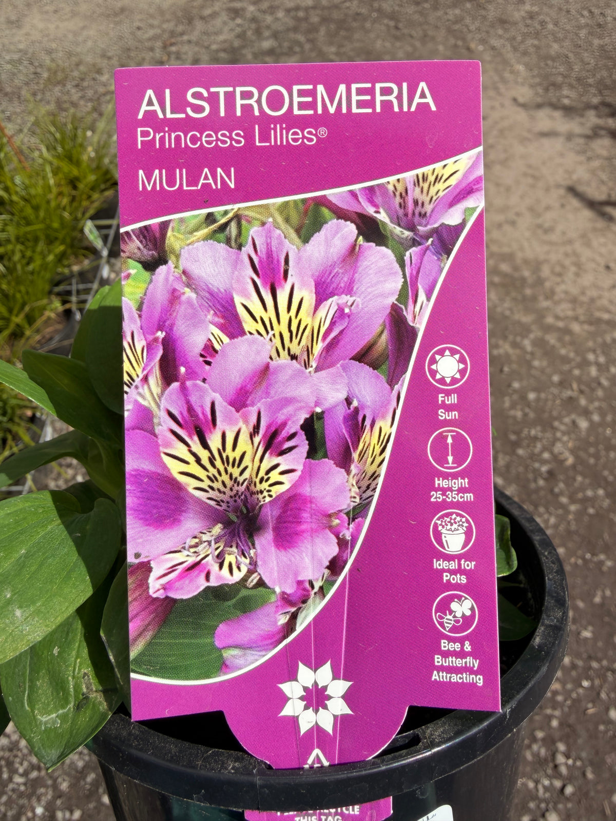 ALSTROEMERIA MULAN 130MM