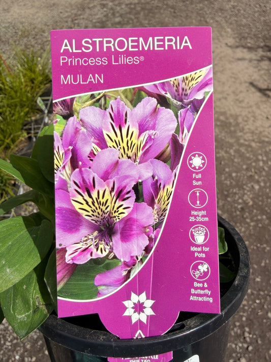 ALSTROEMERIA MULAN 130MM