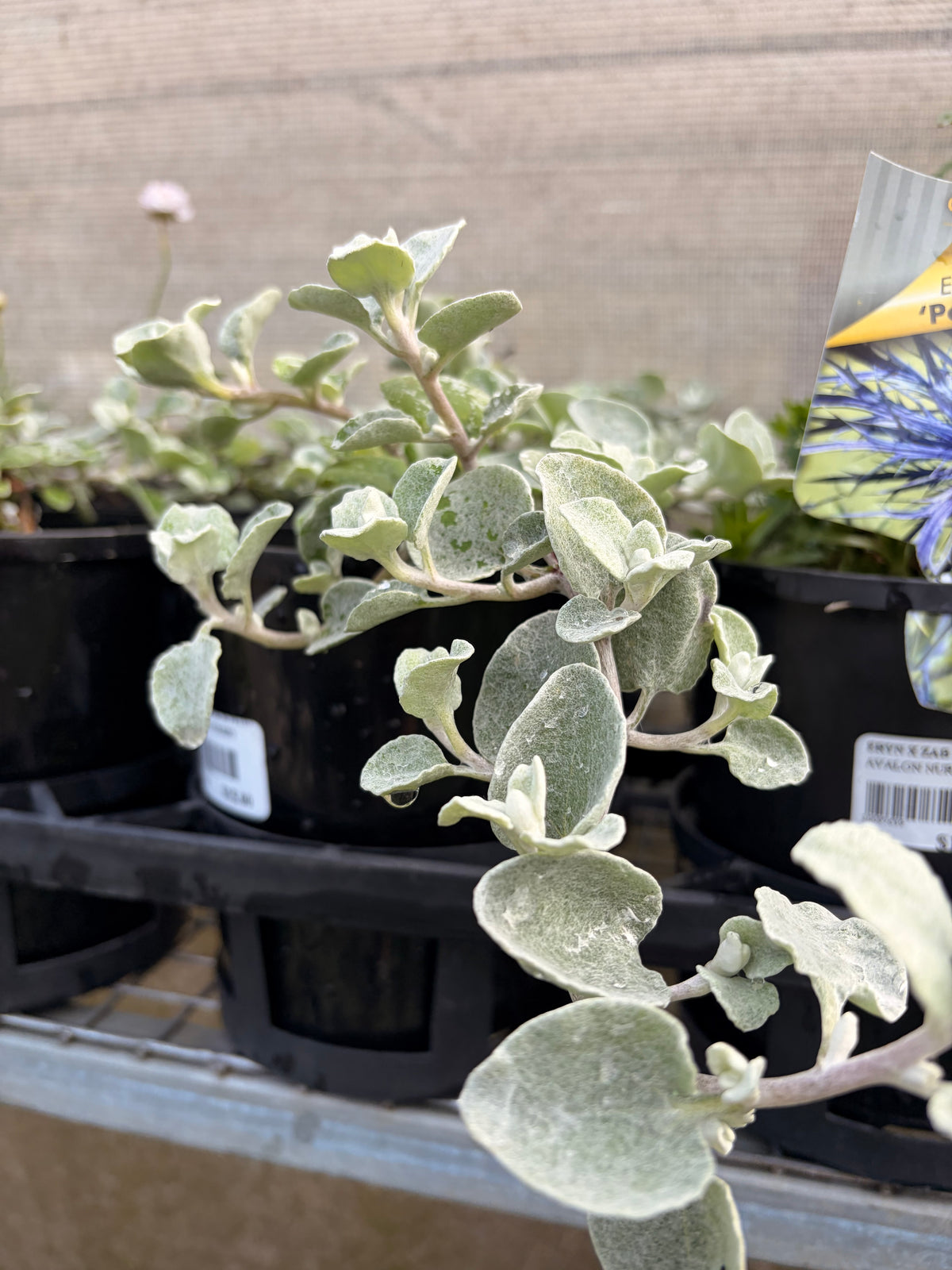 HELICHRYSUM PETIOLARE 140MM