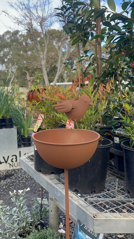 BIRD BOWL STAKE RUST