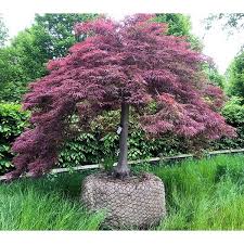 MAPLE ACER PALMATUM INABA SHIDARE 100L