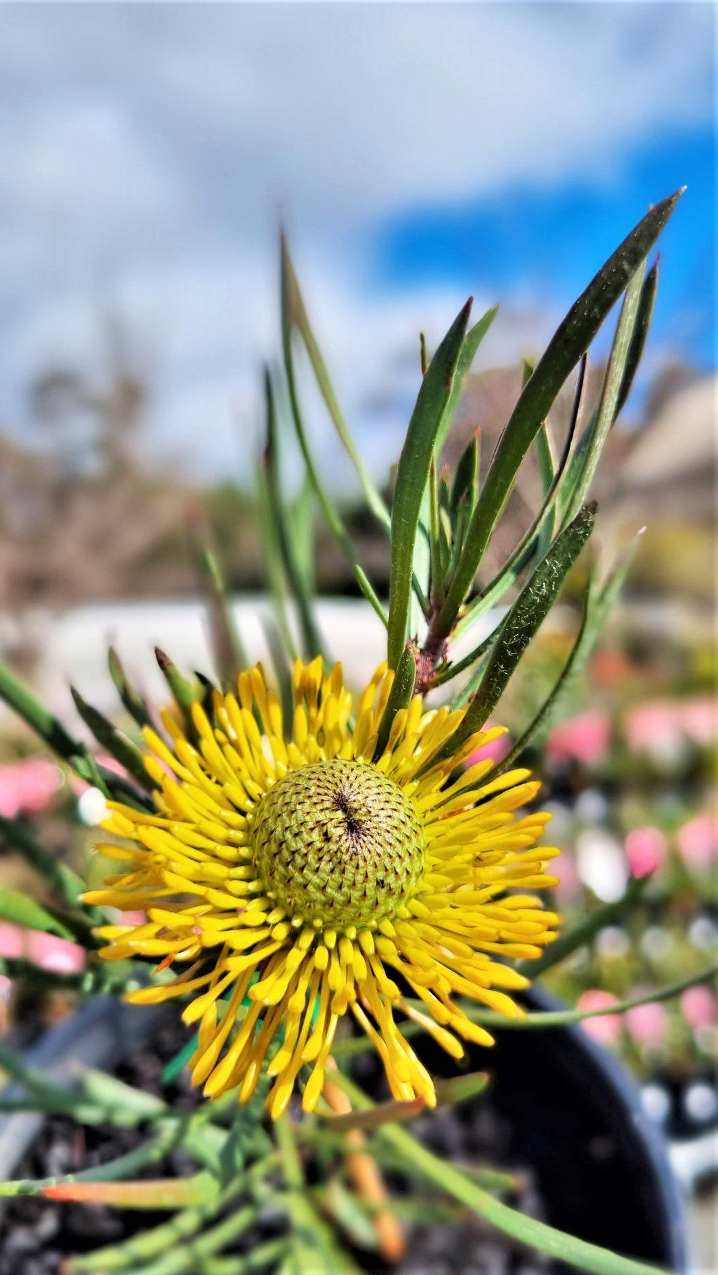 ISOPOGON ANEMONIFOLIUS SUNSHINE 140MM