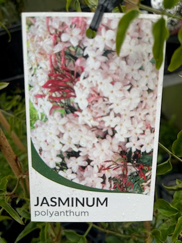 JASMINIUM POLYANTHUM 140MM