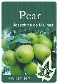 DWARF PEAR JOSEPHINE DE MALINES BR