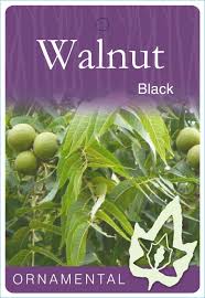 JUGLANS NIGRA SIZE 1 WALNUT BR